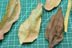 Leaf-Punch-004